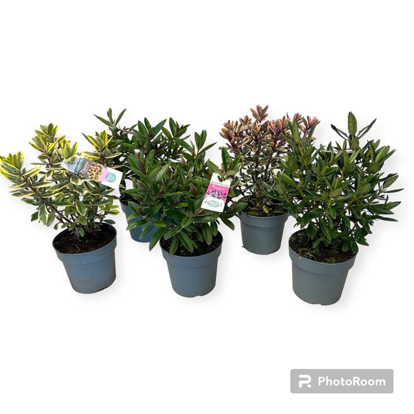 Hebe Addenda Gemengd - C2